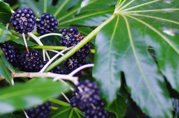 Foto close-up de bagas crescendo na planta