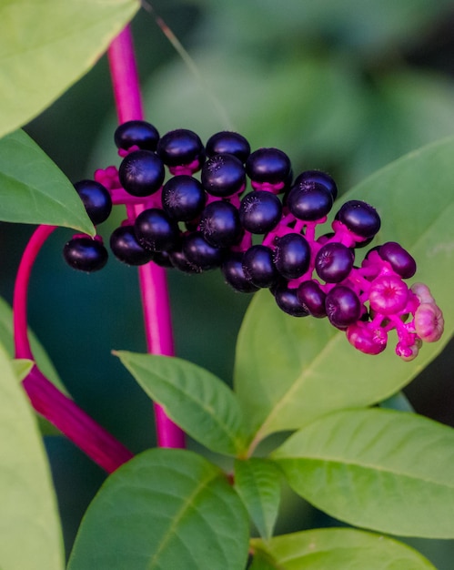 Foto close-up de bagas crescendo na planta