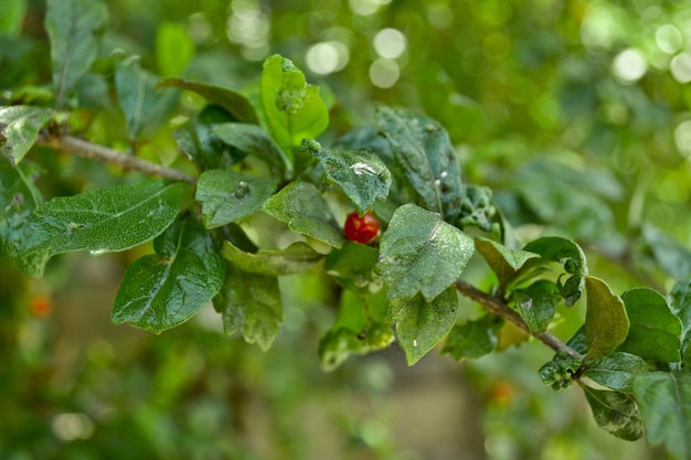 Foto close-up de bagas crescendo na planta