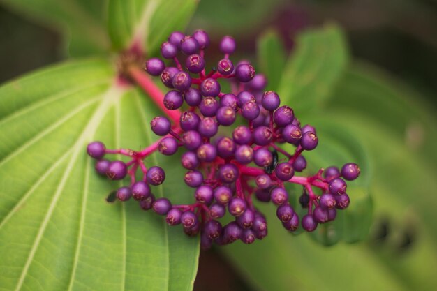 Foto close-up de bagas crescendo na planta