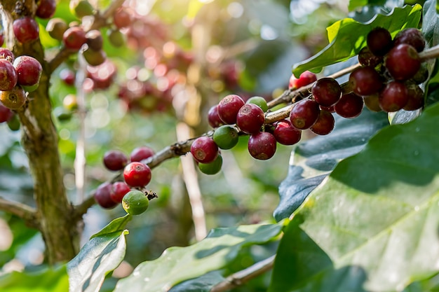 Close up de bagas de café vermelhas da goma-arábica na exploração agrícola e nas plantações do café em Tailândia do norte.