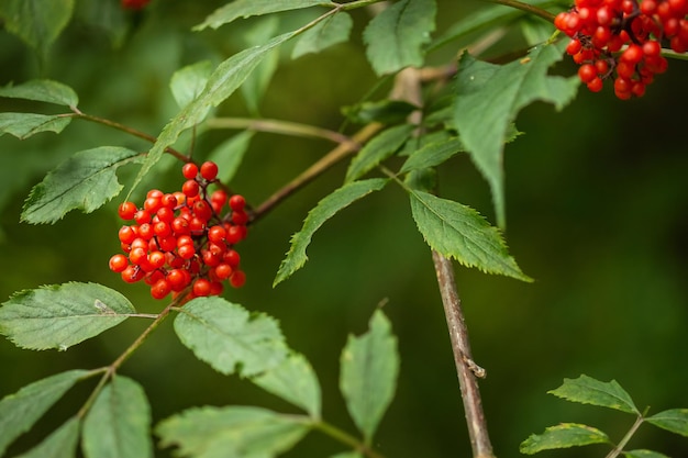 Close-up de bagas de sorveira-vermelha maduras crescendo em cachos nos galhos de uma árvore de sorveira-brava no fundo verde desfocado