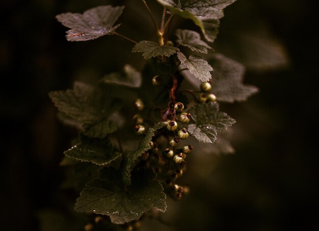 Foto close-up de bagas em plantas