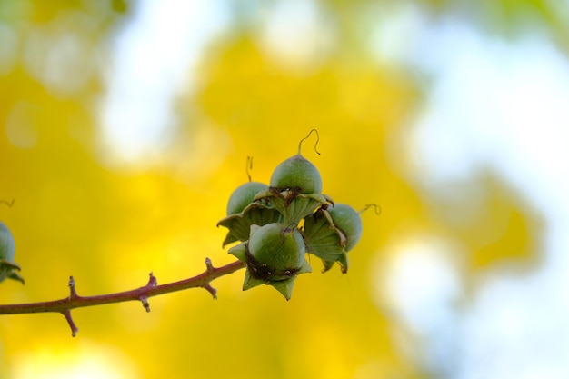 Close-up de bagas na planta