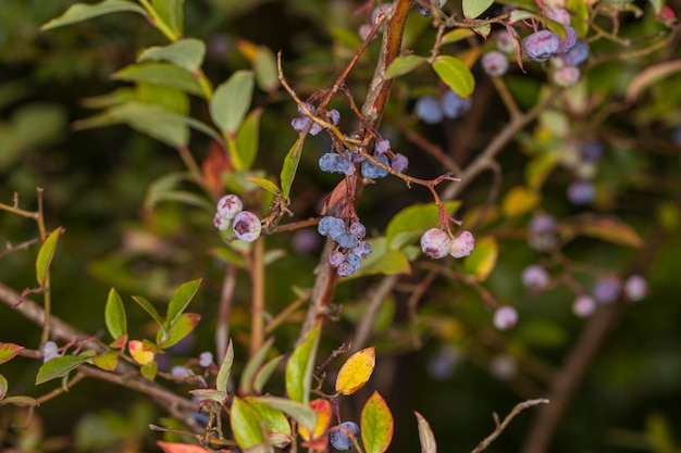 Foto close-up de bagas na planta