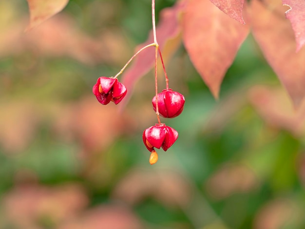 Foto close-up de bagas vermelhas brilhantes de euonymus maximowiczianus em um arbusto com uma bagagem dividida aberta