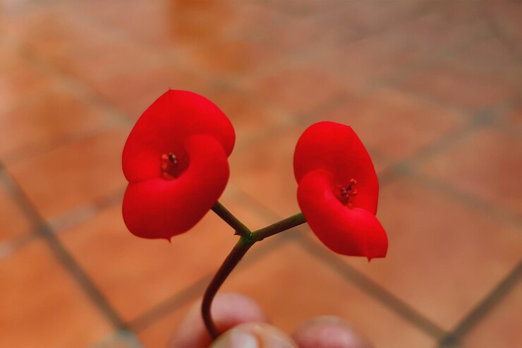 Foto close-up de bagas vermelhas crescendo na planta