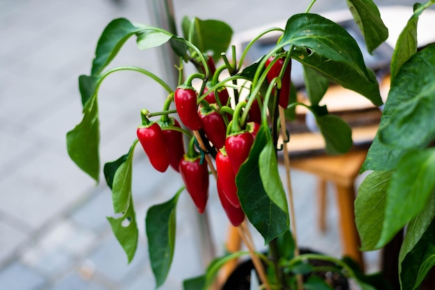 Close-up de bagas vermelhas crescendo na planta