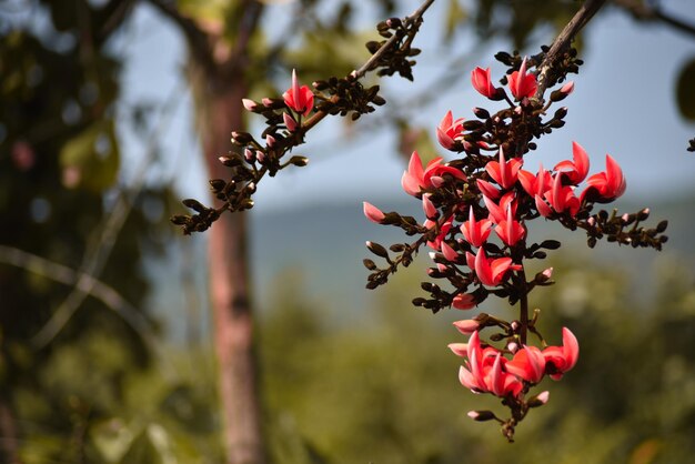 Foto close-up de bagas vermelhas na árvore