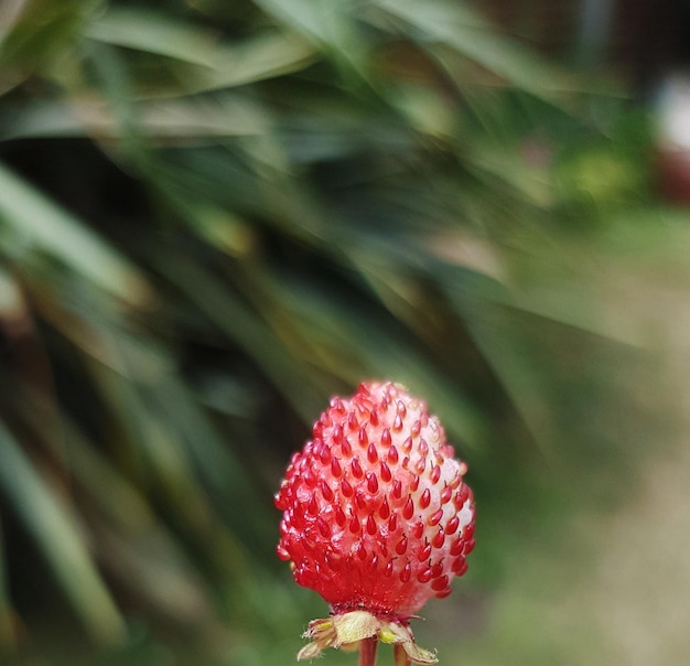 Foto close-up de bagas vermelhas na planta