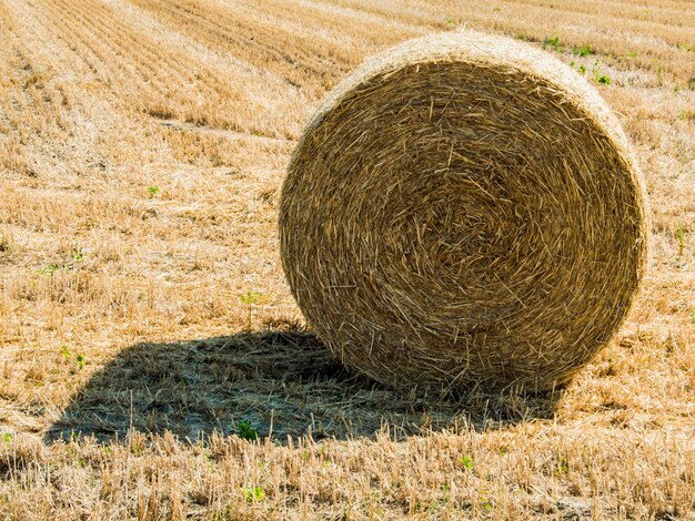 Close-up de balde de feno no campo