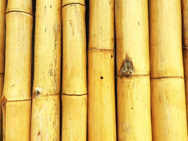 Foto close-up de bambu