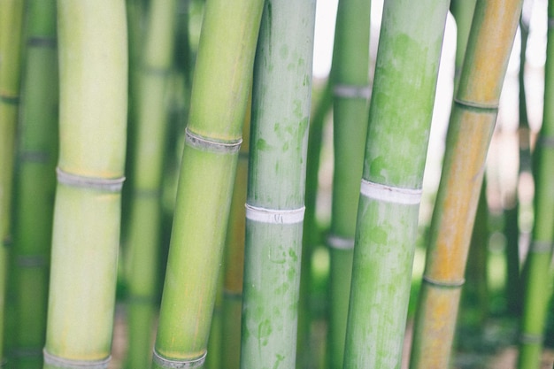 Close-up de bambu