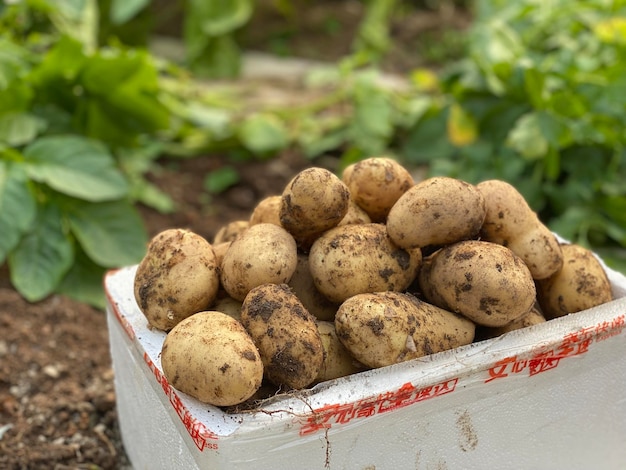 Close-up de batatas