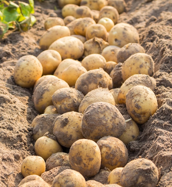 Close-up de batatas