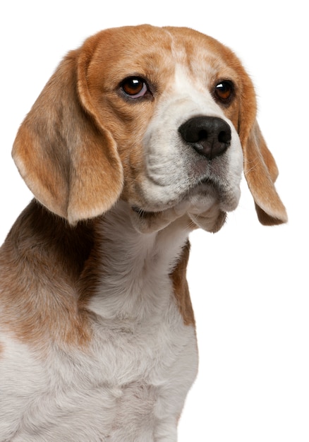 Close-up de Beagle, 8 anos de idade,