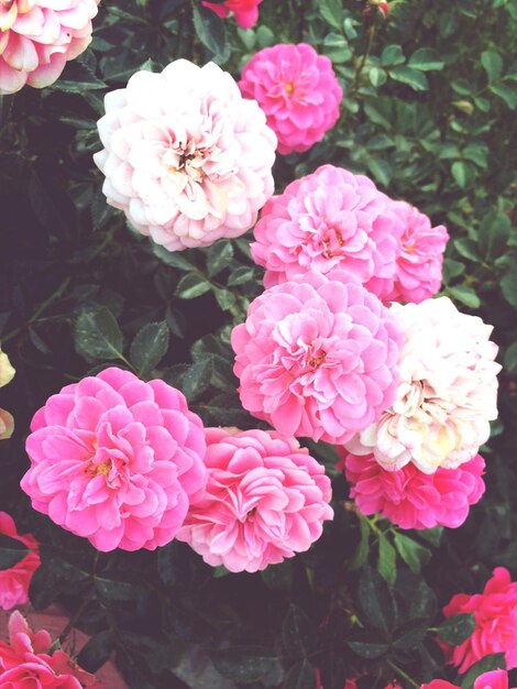 Foto close-up de belas flores cor-de-rosa florescendo no parque