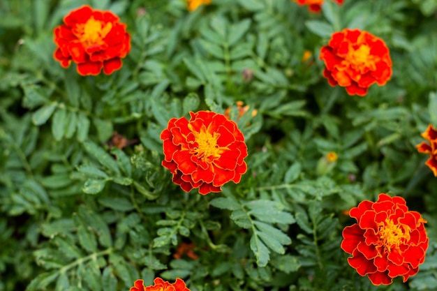 Close-up de belas flores de calêndula no jardim