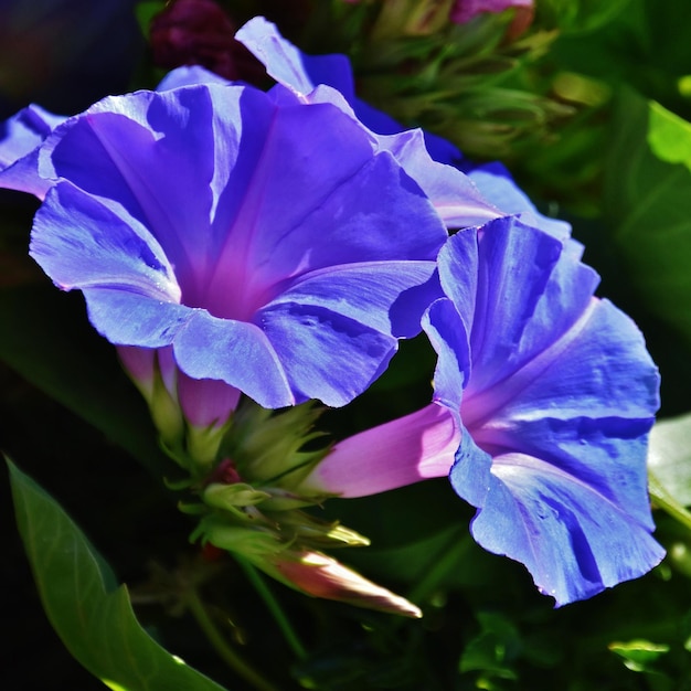 close-up de belas flores de glória da manhã