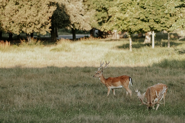 Close-up de belo jovem cervo no parque natural de migliarino san rossore massaciuccoli, itália