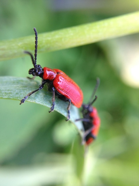 Foto close-up de besouros de lírio escarlate em folha