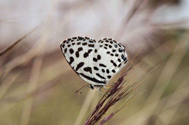 Close-up, de, bonito, borboleta, jardim