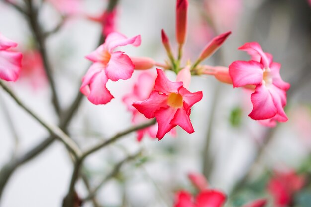 Close-up, de, bonito, cor-de-rosa, azaléia, flores, de, deserto, Rose.