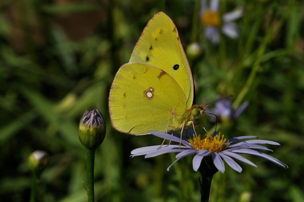 Close-up de borboleta amarela em flores roxas