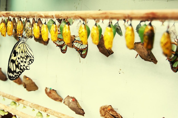 Foto close-up de borboleta amarela pendurada
