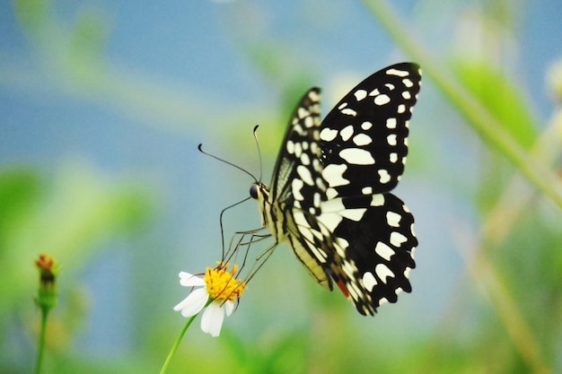 Close-up de borboleta em flor branca