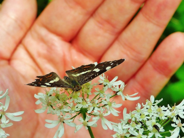 Foto close-up de borboleta em flor contra a mão de uma pessoa