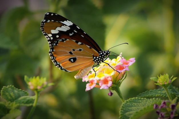Close-up de borboleta em flor florescendo ao ar livre