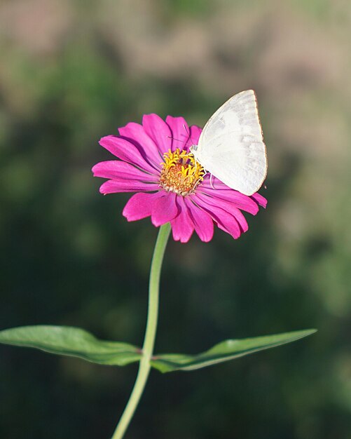 Close-up de borboleta em flor rosa