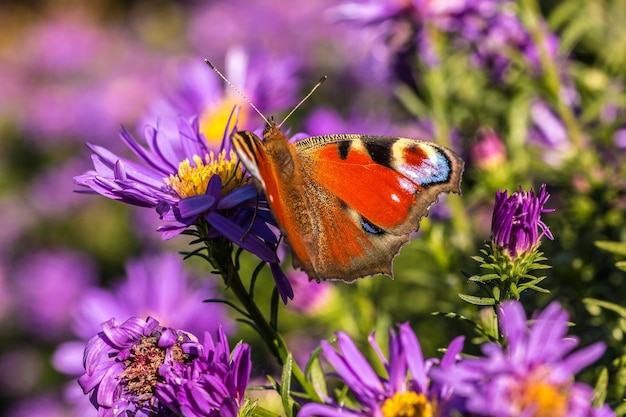 Foto close-up de borboleta em flor roxa