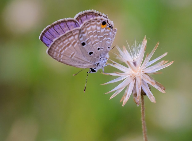 Close-up de borboleta em flor roxa