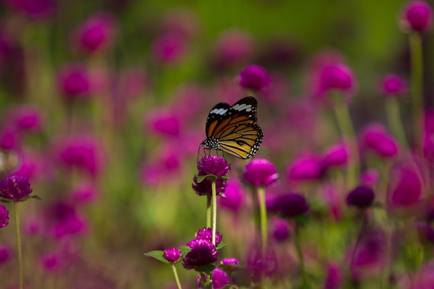 Foto close-up de borboleta em flor roxa