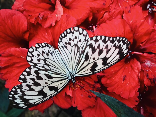 Foto close-up de borboleta em flor vermelha