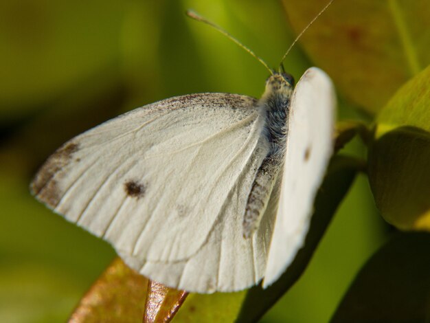 Close-up de borboleta em flor