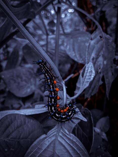 Foto close-up de borboleta em flor