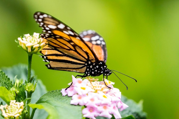 Close-up de borboleta em flor