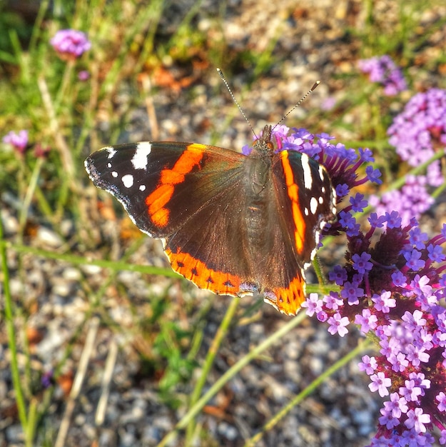 Close-up de borboleta em flor