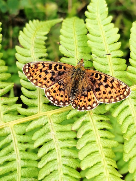 Close-up de borboleta em flor