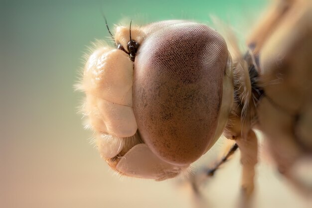 Foto close-up de borboleta em flor