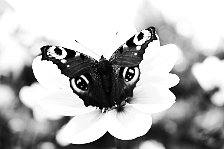 Foto close-up de borboleta em flor