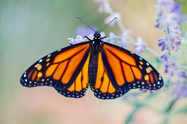 Foto close-up de borboleta em flor