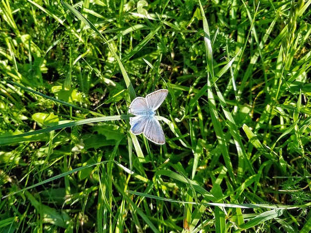 Foto close-up de borboleta em flor