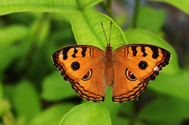 Foto close-up de borboleta em flor