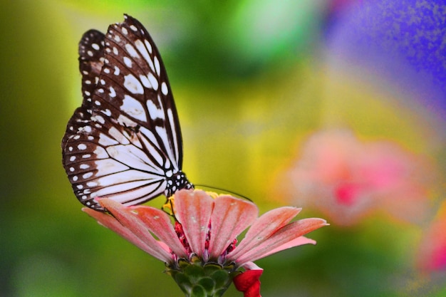 Close-up de borboleta em flor