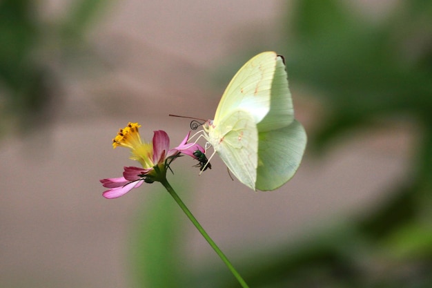 Close-up de borboleta em flor