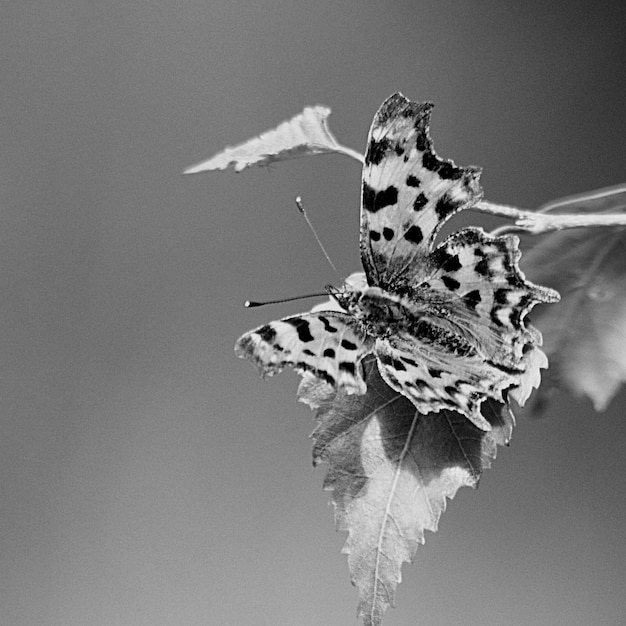 Foto close-up de borboleta em flor